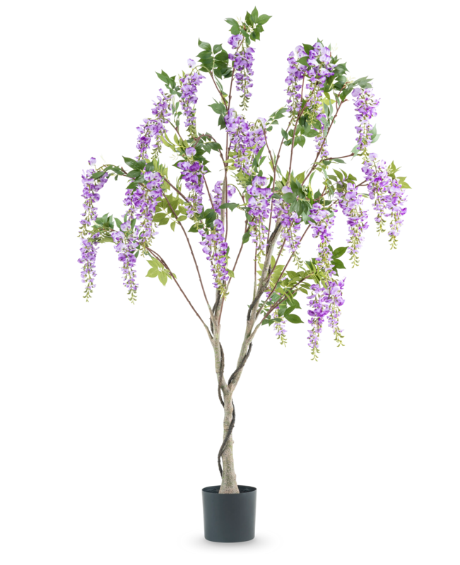 Luxe Wisteria bloesemboom van 180 cm met hangende lila-paarse bloemen, groene bladeren en een sierlijke vertakte stam.
