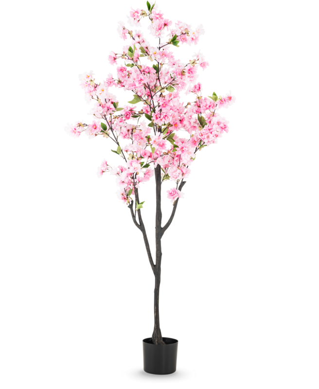 Roze Cherry Blossom bloesemboom van 180 cm met roze bloesems, groene bladeren, donkere vertakte stam en zwarte pot.