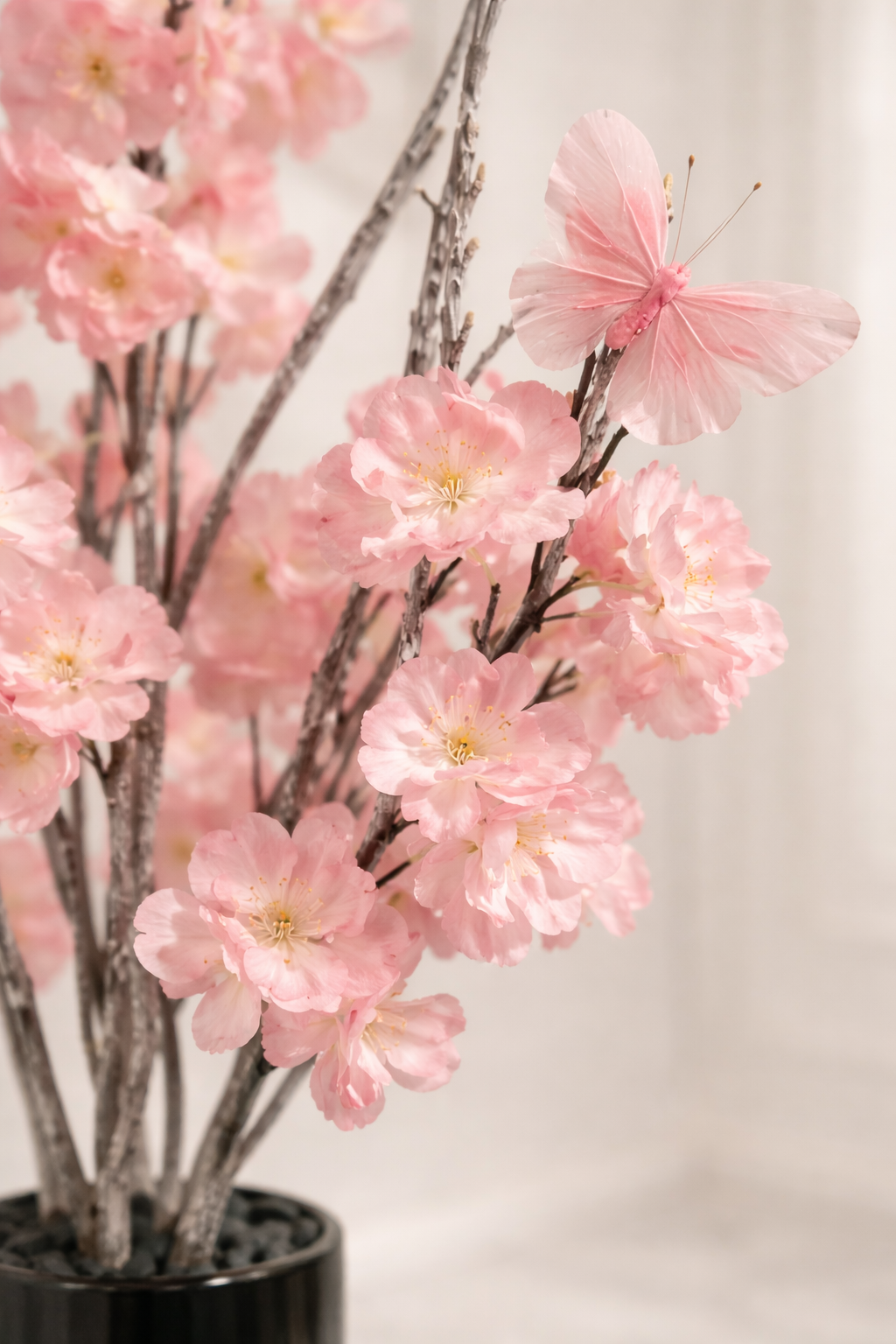 Sakura floraison Sérénité 70cm de haut