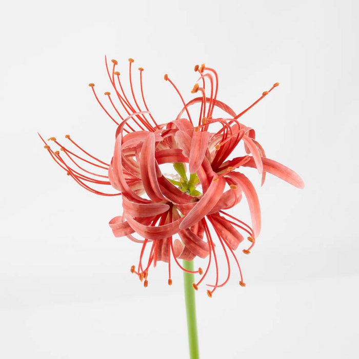 Kunstbloem real touch amaryllis koraal